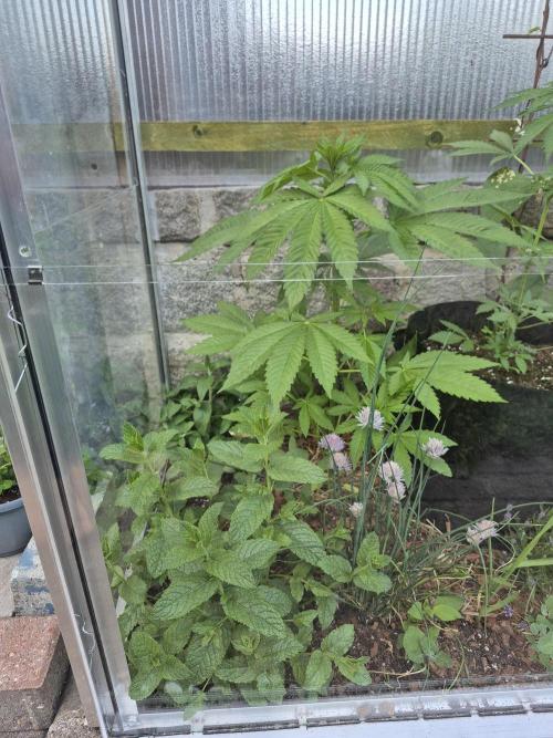 Special Queen Outdoor. Week 6
