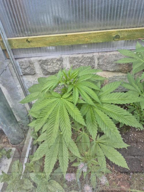 Special Queen Outdoor. Week 6
