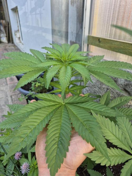 Special Queen Outdoor. Week 6