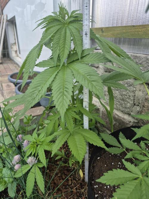 Special Queen Outdoor. Week 6