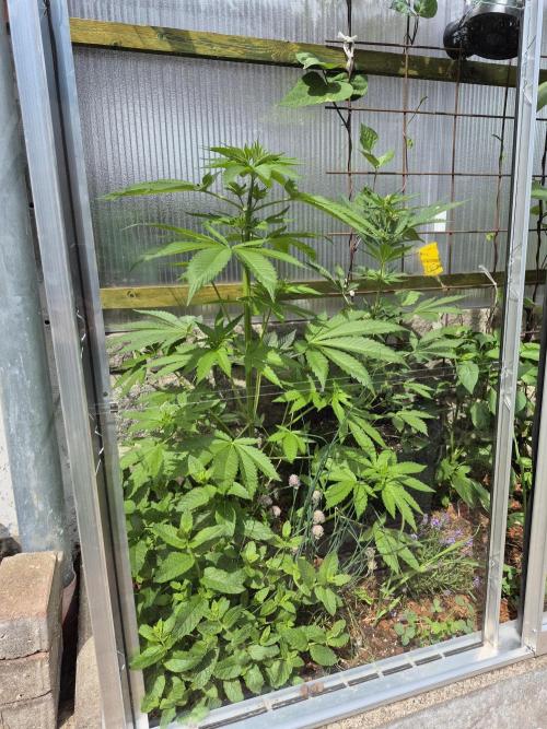Special Queen Outdoor. Week 7
