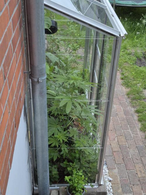Special Queen Outdoor. Week 7