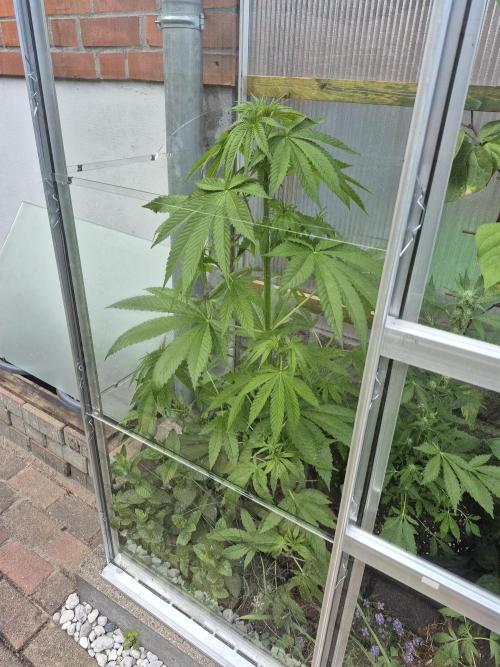 Special Queen Outdoor. Week 7