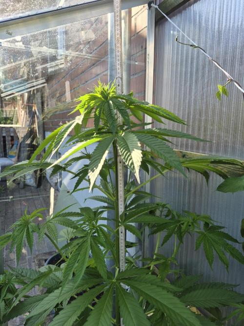 Special Queen Outdoor. Week 8