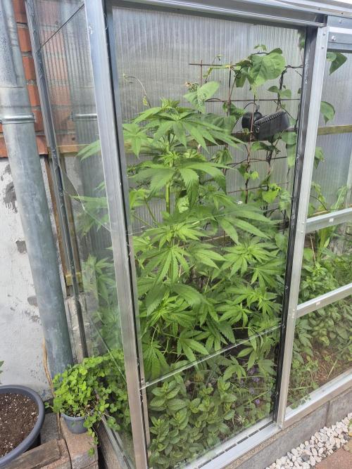 Special Queen Outdoor. Week 8