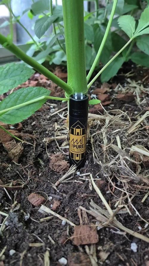 Special Queen Outdoor