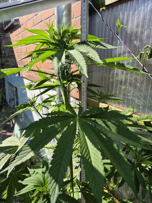 Special Queen Outdoor. Week 8