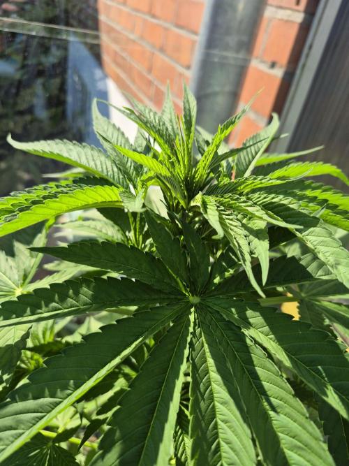 Special Queen Outdoor. Week 8