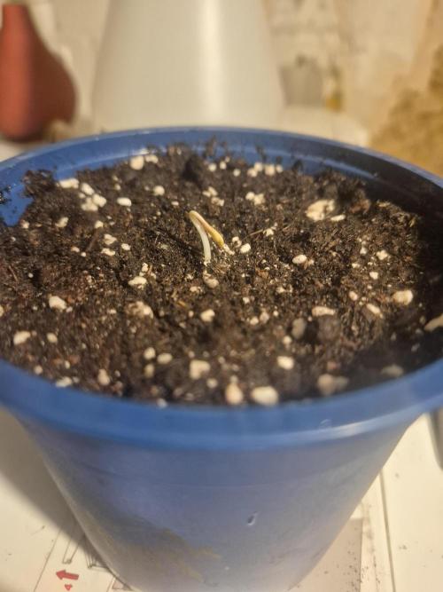 Apple Fritter Auto Outdoor. Week 0