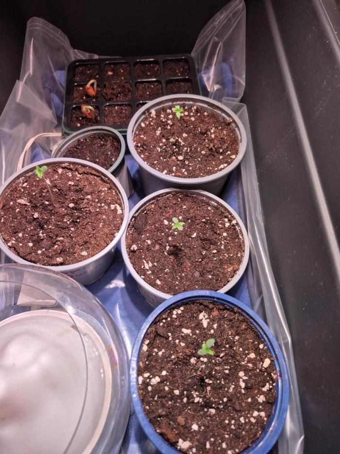 Apple Fritter Auto Outdoor. Week 1