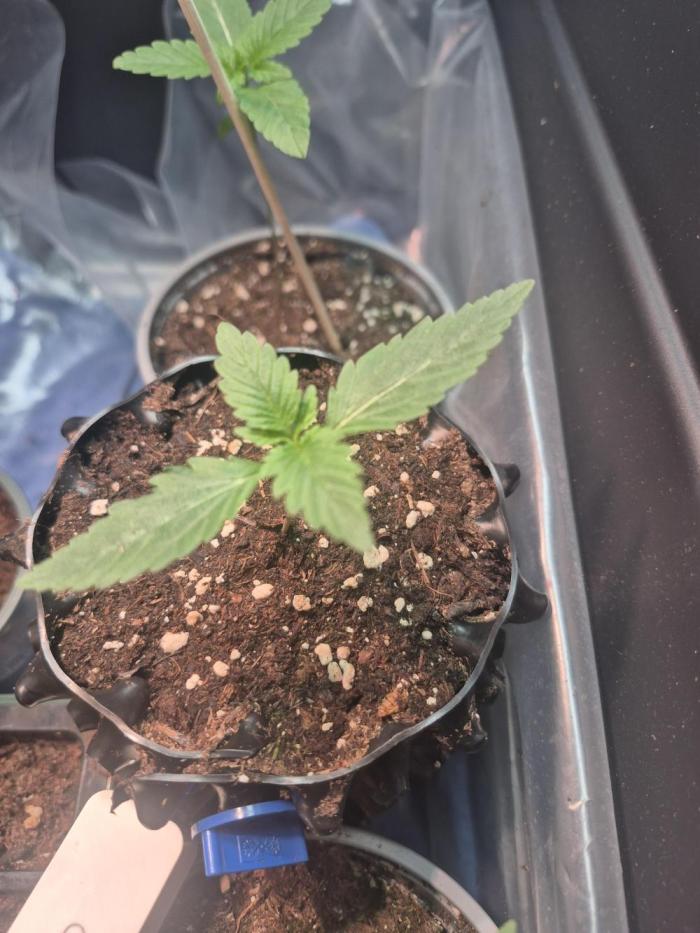 Apple Fritter Auto Outdoor. Week 2