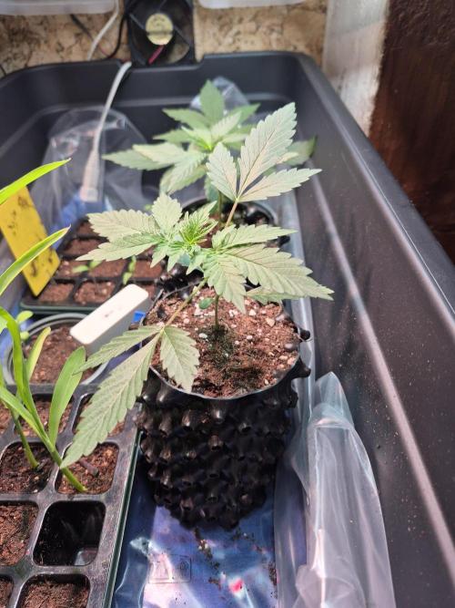Apple Fritter Auto Outdoor. Week 4
