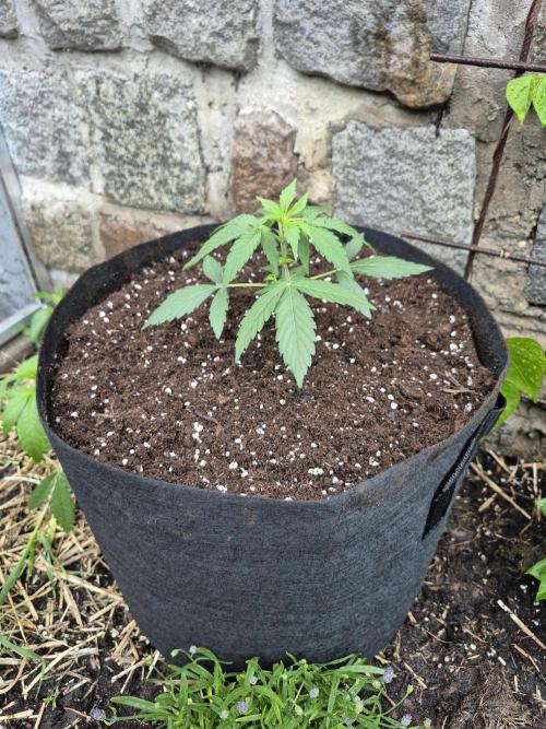 Apple Fritter Auto Outdoor. Week 4