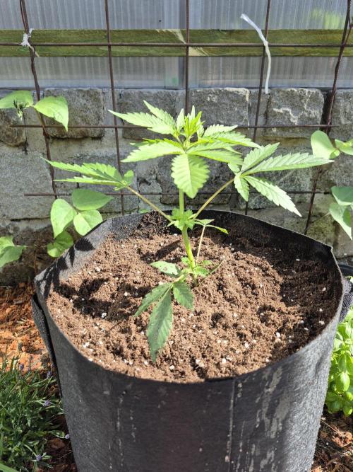 Apple Fritter Auto Outdoor. Week 5