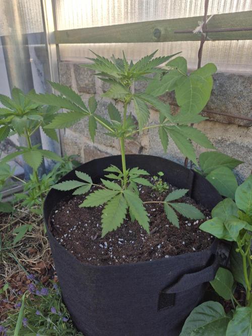 Apple Fritter Auto Outdoor. Week 5
