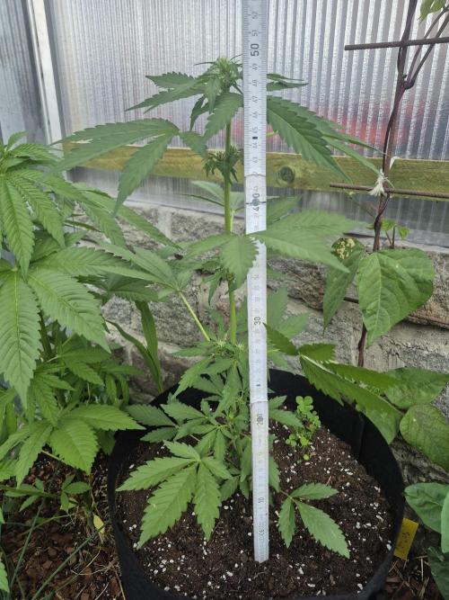 Apple Fritter Auto Outdoor. Week 6