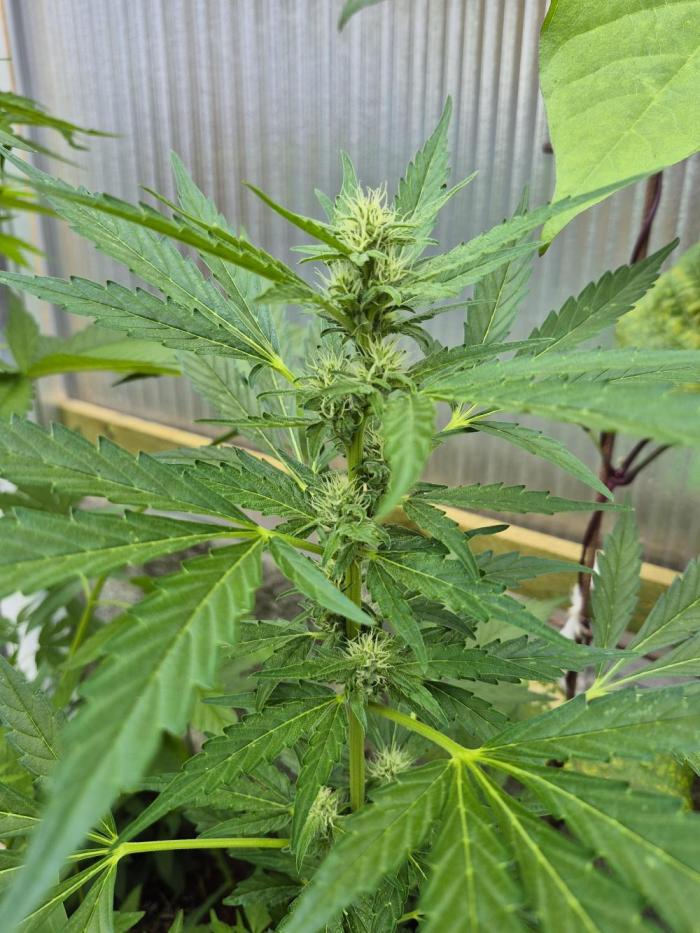 Apple Fritter Auto Outdoor. Week 7