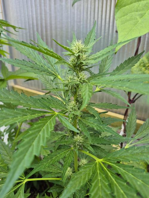 Apple Fritter Automatic. Week 7