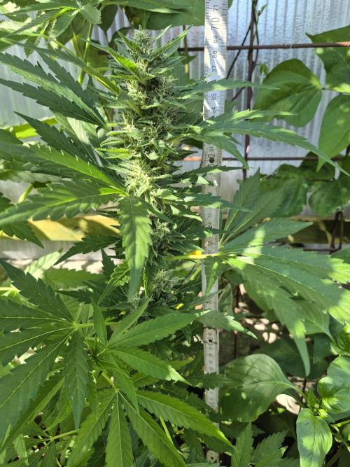 Apple Fritter Auto Outdoor. Week 8