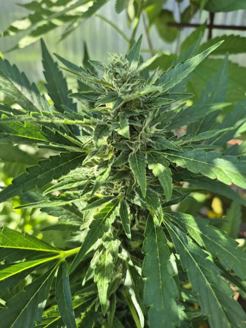 Apple Fritter Auto Outdoor. Week 8