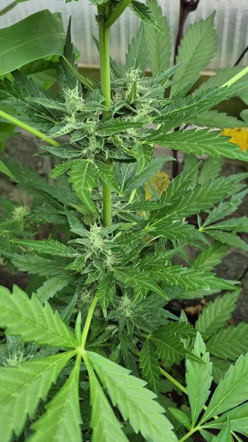 Apple Fritter Auto Outdoor
