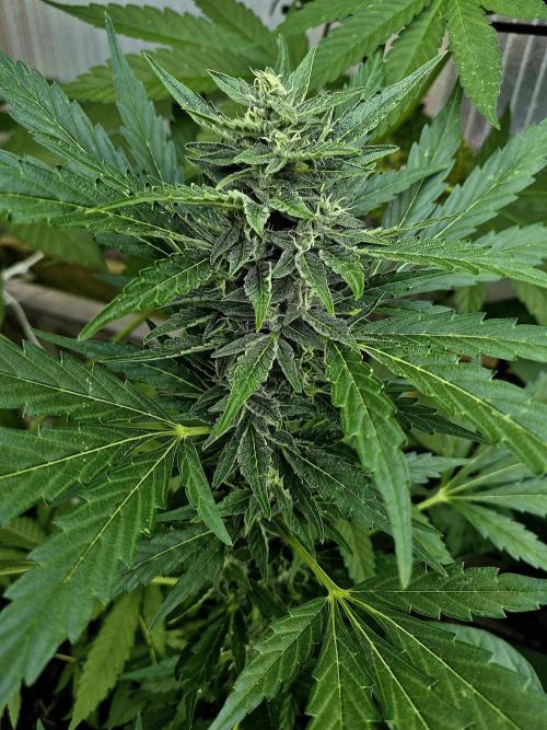 Apple Fritter Auto Outdoor. Week 9