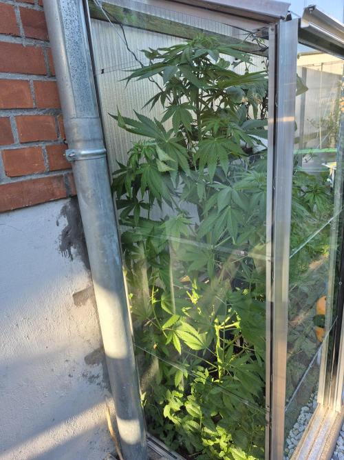 Special Queen Outdoor. Week 9