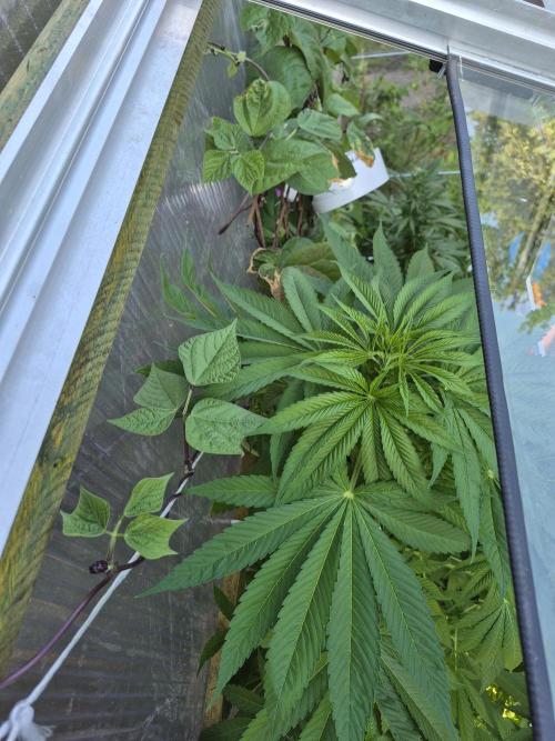 Special Queen Outdoor. Week 9