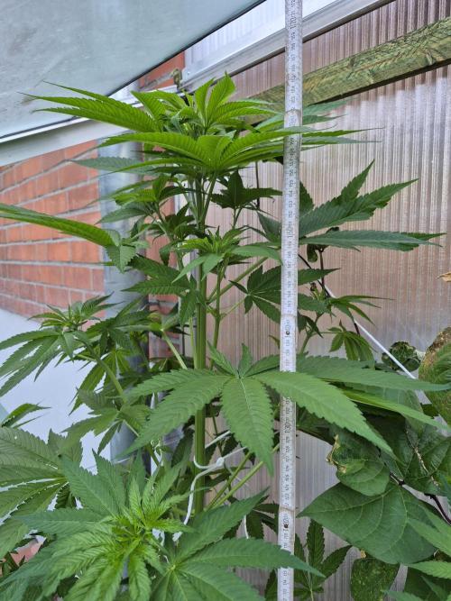 Special Queen Outdoor. Week 9