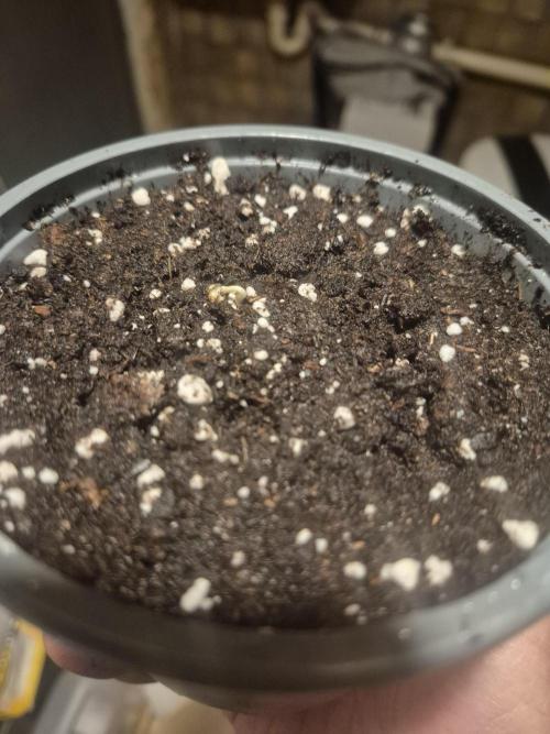 GOAT'lato Auto Outdoor. Week 1