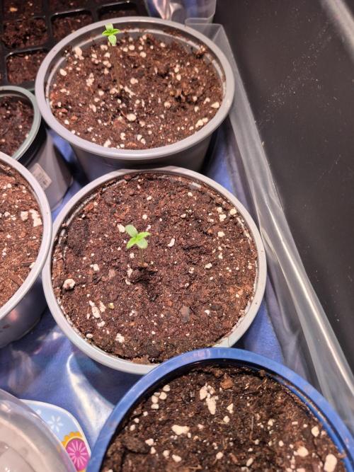 GOAT'lato Auto Outdoor. Week 1