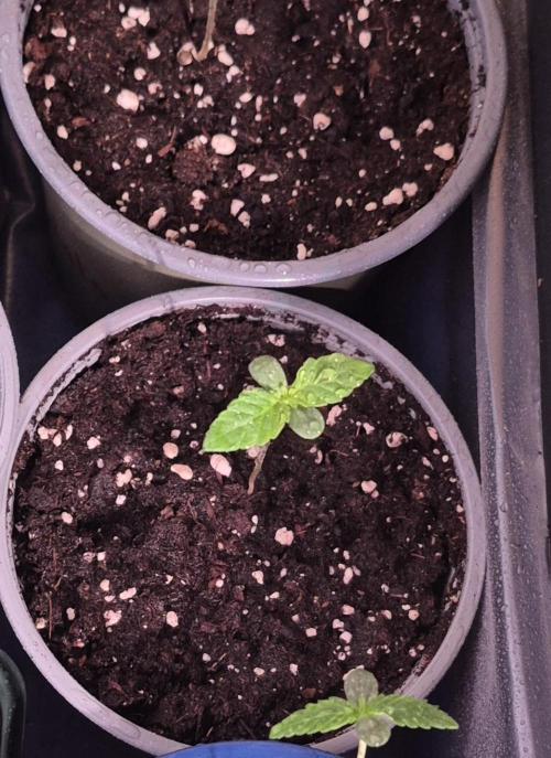 GOAT'lato Auto Outdoor. Week 1