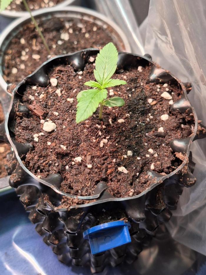 GOAT'lato Auto Outdoor. Week 2