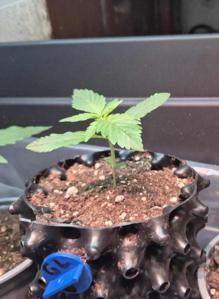 GOAT'lato Auto Outdoor. Week 3