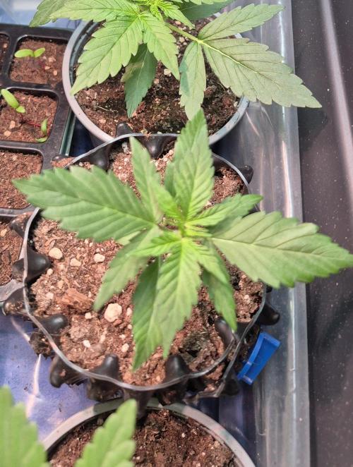 GOAT'lato Auto Outdoor. Week 4
