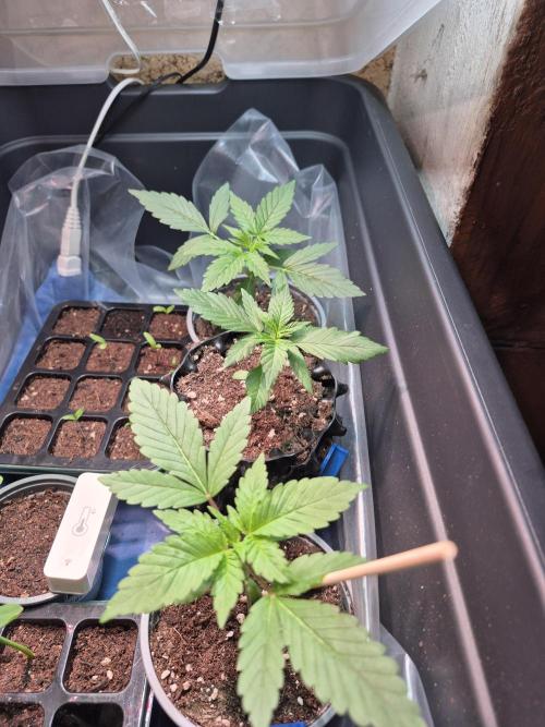GOAT'lato Auto Outdoor. Week 4