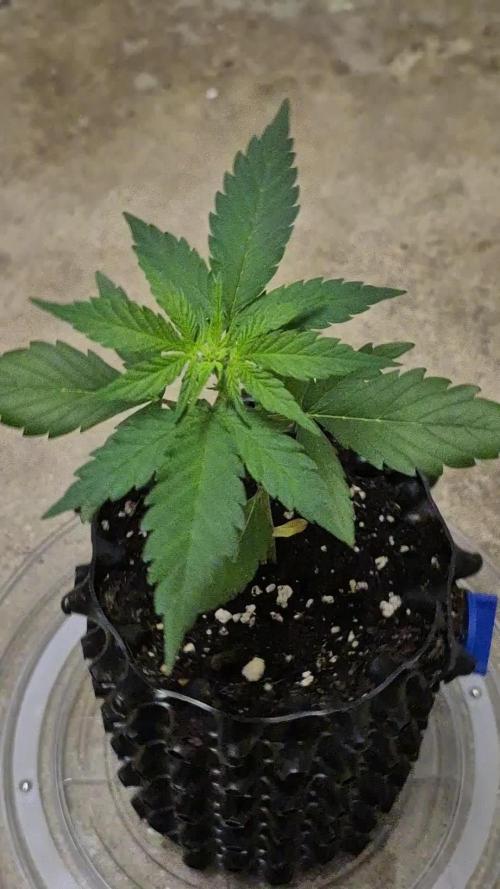 GOAT'lato Auto Outdoor