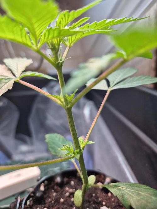GOAT'lato Auto Outdoor. Week 5