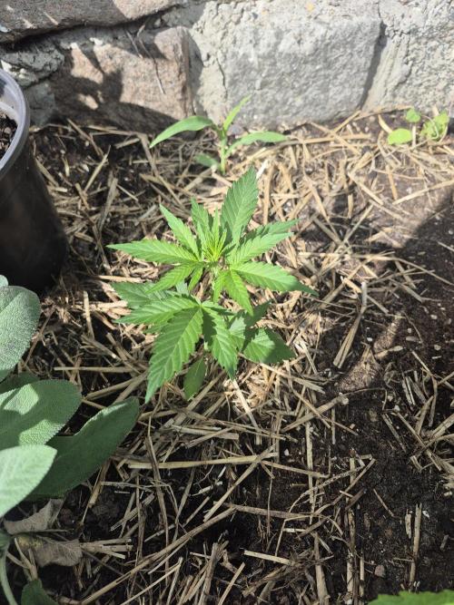 GOAT'lato Auto Outdoor. Week 5