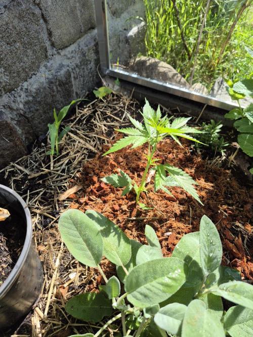 GOAT'lato Auto Outdoor. Week 5