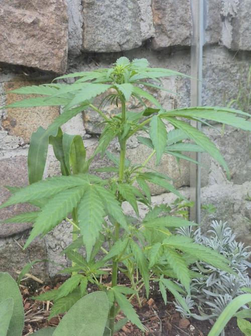 GOAT'lato Auto Outdoor. Week 6