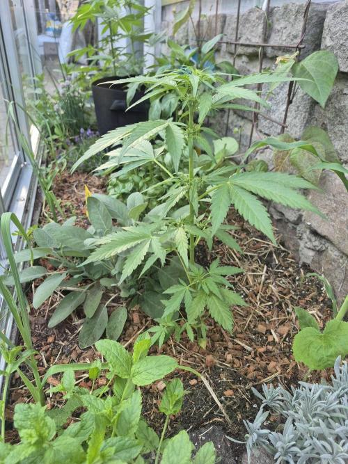 GOAT'lato Auto Outdoor. Week 6