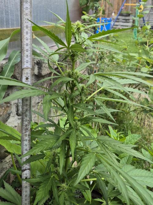 GOAT'lato Auto Outdoor. Week 7