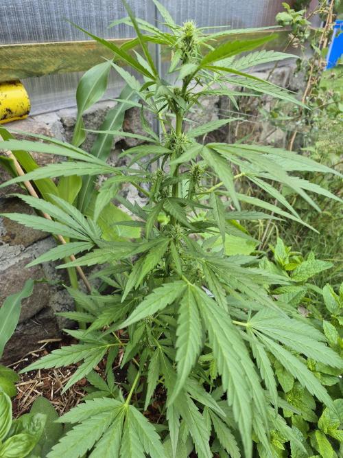 GOAT'lato Auto Outdoor. Week 7