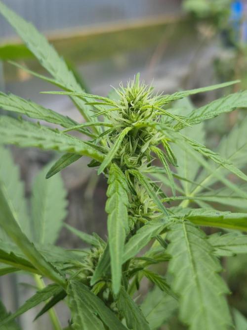 GOAT'lato Auto Outdoor. Week 7