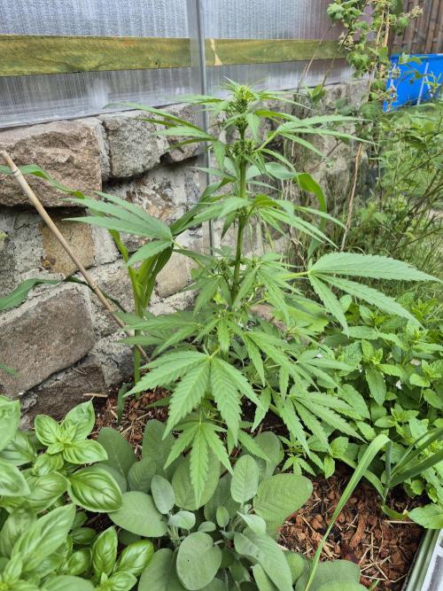 GOAT'lato Auto Outdoor. Week 7