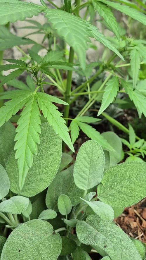 GOAT'lato Auto Outdoor