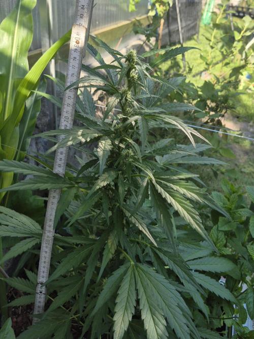 GOAT'lato Auto Outdoor. Week 8