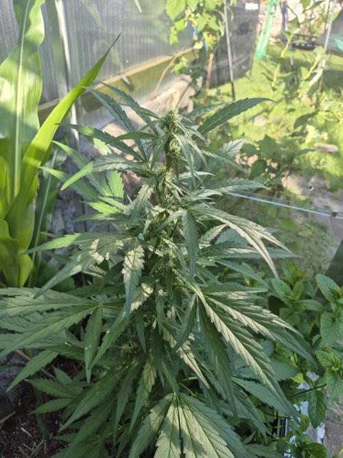 GOAT'lato Auto Outdoor. Week 8