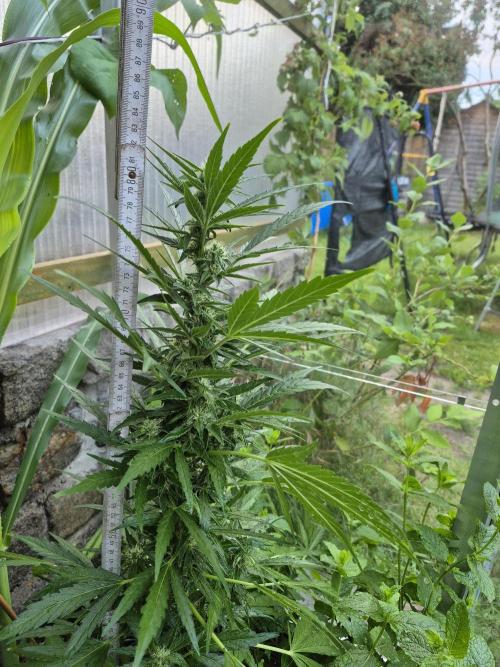 GOAT'lato Auto Outdoor. Week 9